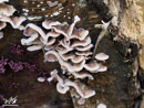 Mushrooms on the Branches - Grzyby na Konarach